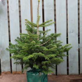 Nordman Fir - Pot Grown Christmas Tree 150cm - 175cm